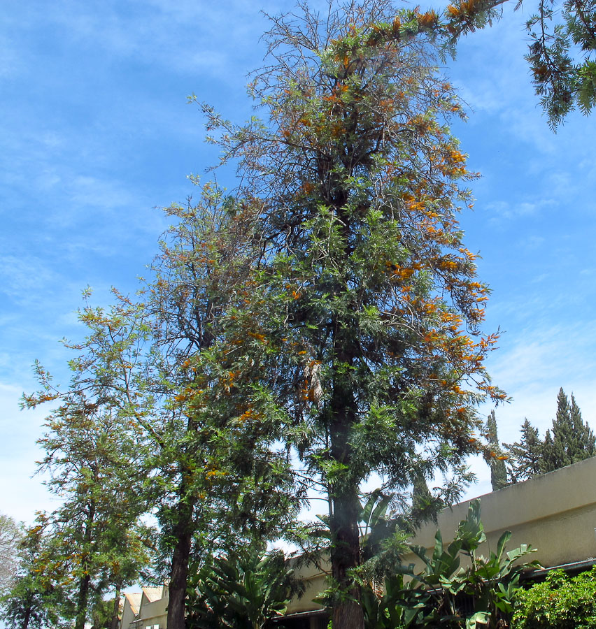 Image of Grevillea robusta specimen.