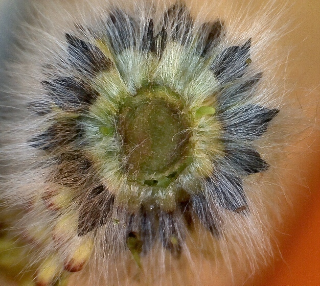 Image of Salix gmelinii specimen.