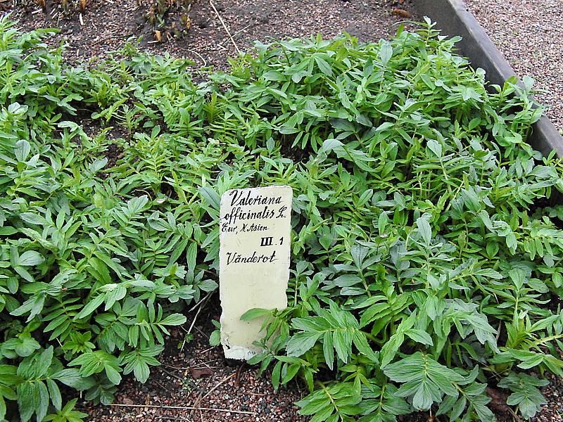 Image of Valeriana officinalis specimen.