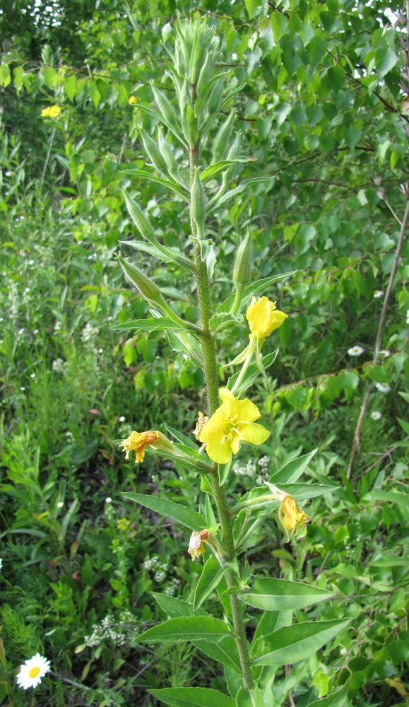 Изображение особи род Oenothera.