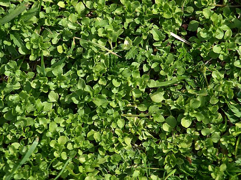 Image of Stellaria media specimen.