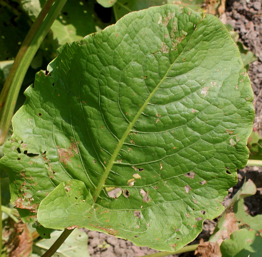 Image of Rumex obtusifolius specimen.