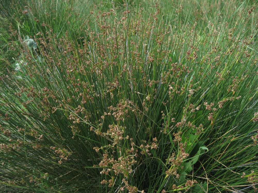 Image of Juncus acutus specimen.