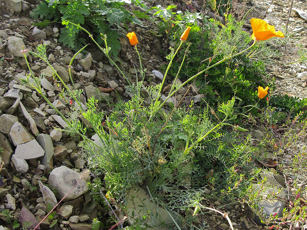 Изображение особи Eschscholzia californica.