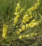 Verbascum marschallianum