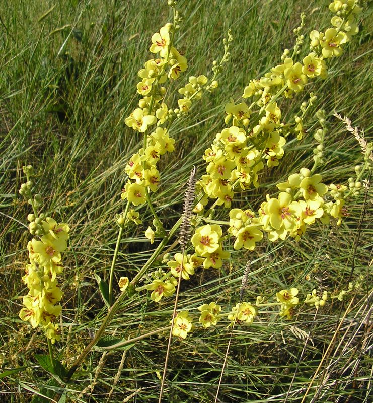 Image of Verbascum marschallianum specimen.