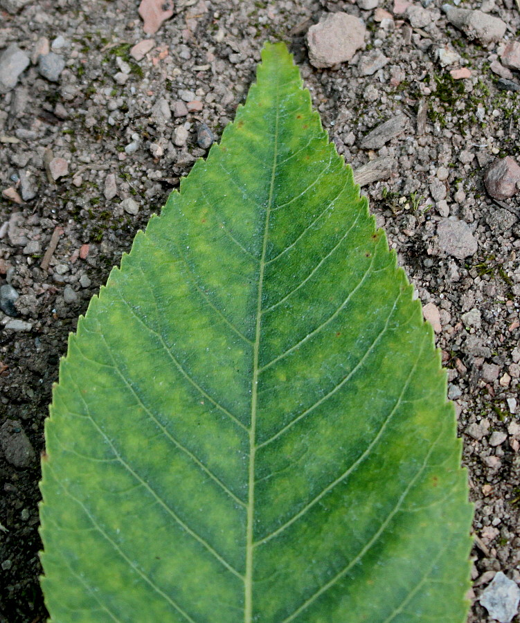 Image of Carya glabra specimen.