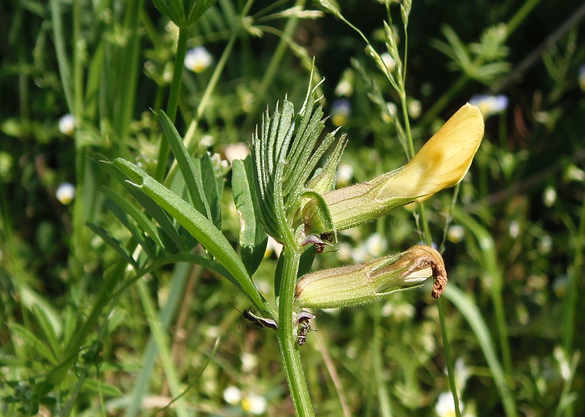 Image of Vicia grandiflora specimen.