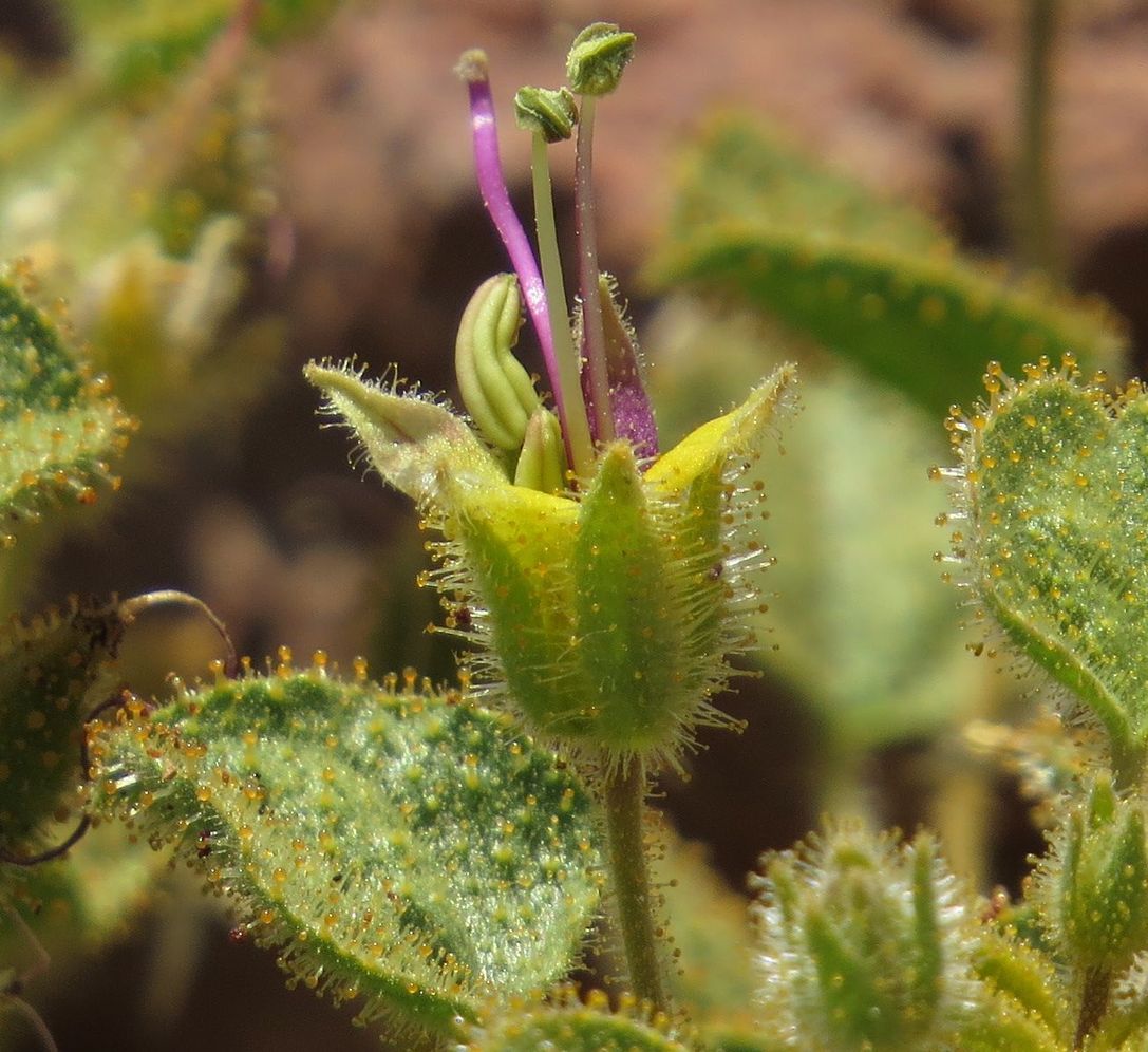 Image of Cleome droserifolia specimen.