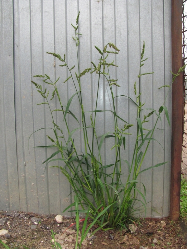 Изображение особи Echinochloa crus-galli.