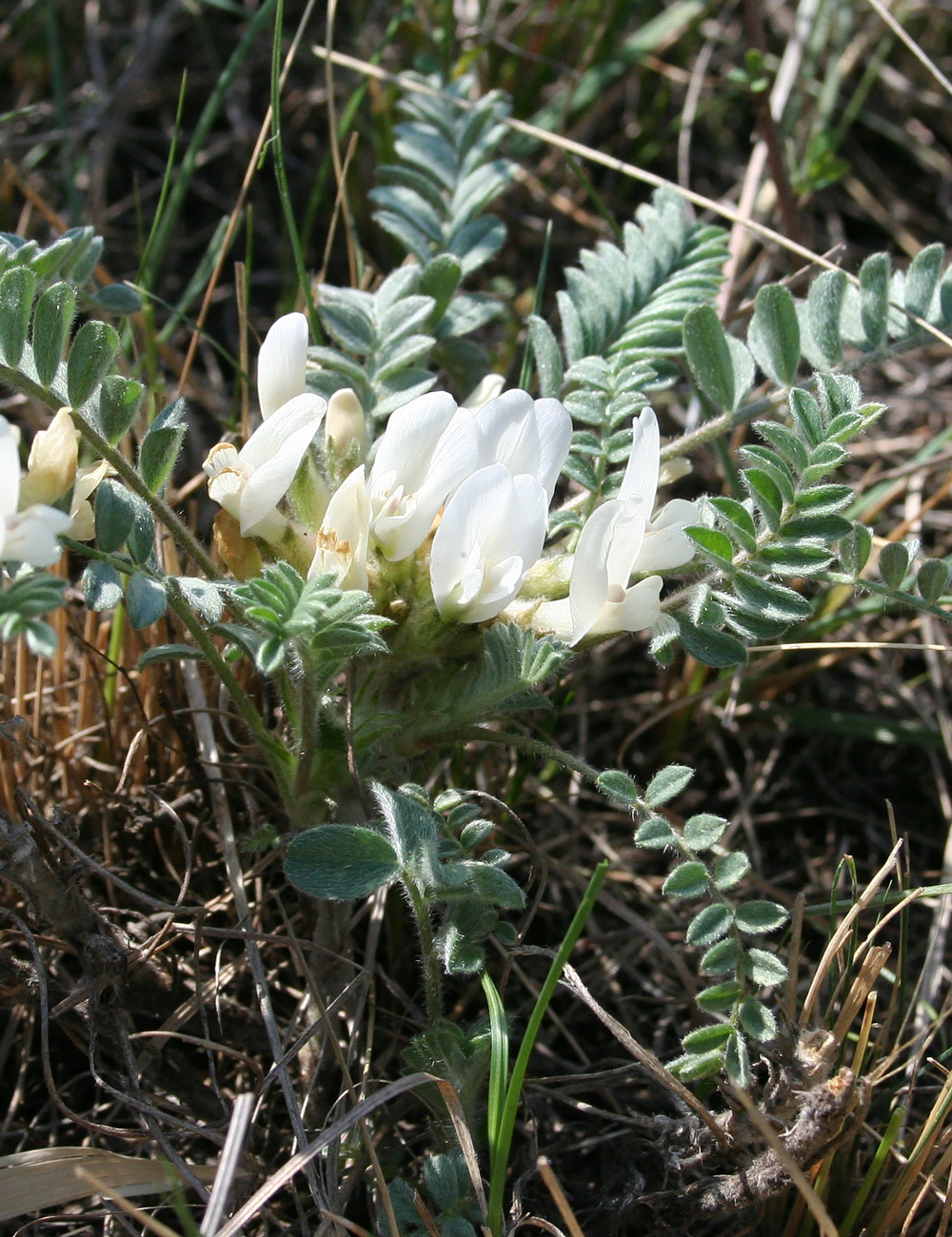 Image of Astragalus testiculatus specimen.