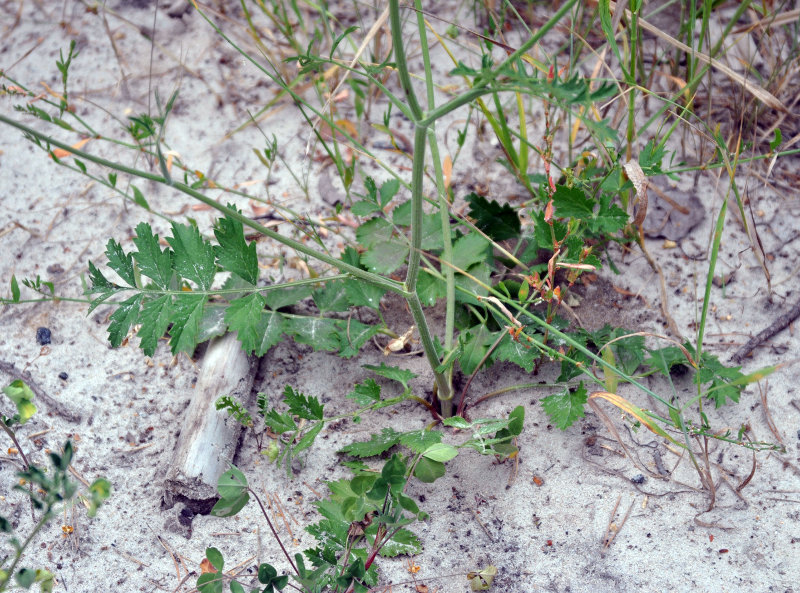 Изображение особи Pimpinella saxifraga.