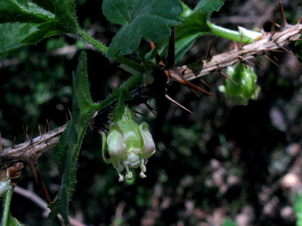 Image of Grossularia acicularis specimen.