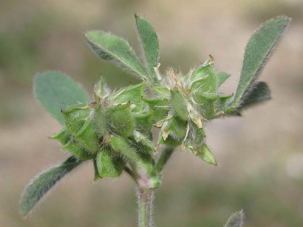 Image of Melilotoides brachycarpa specimen.