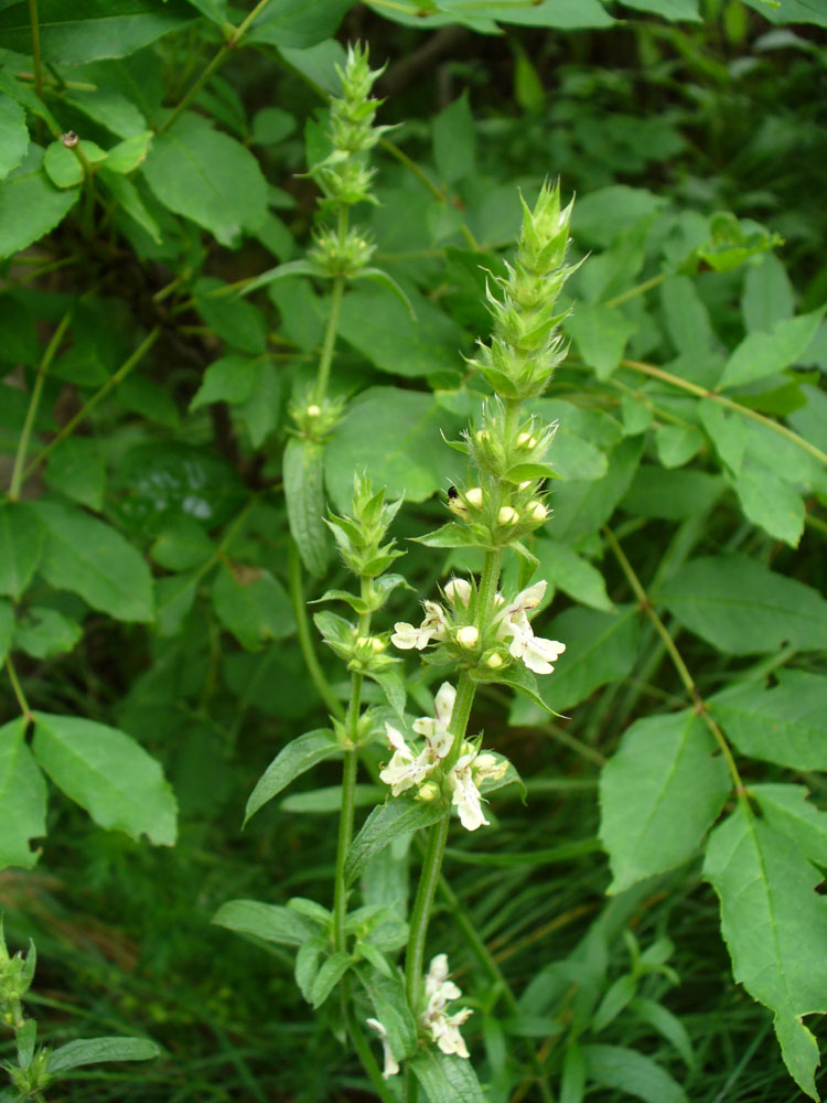 Изображение особи Stachys recta.