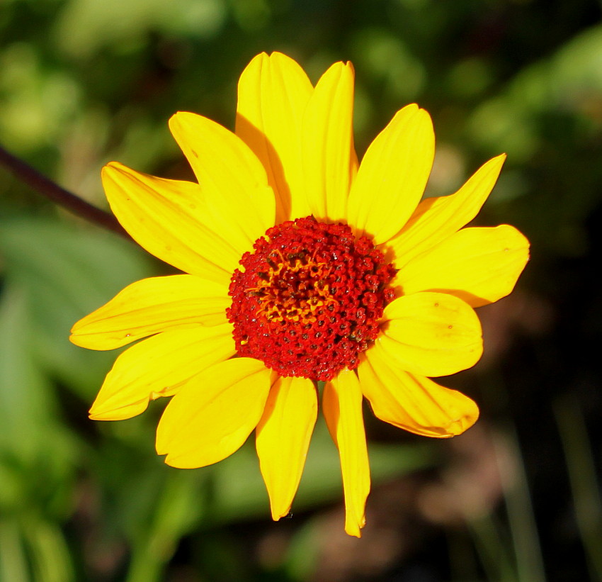 Image of Heliopsis helianthoides ssp. scabra specimen.