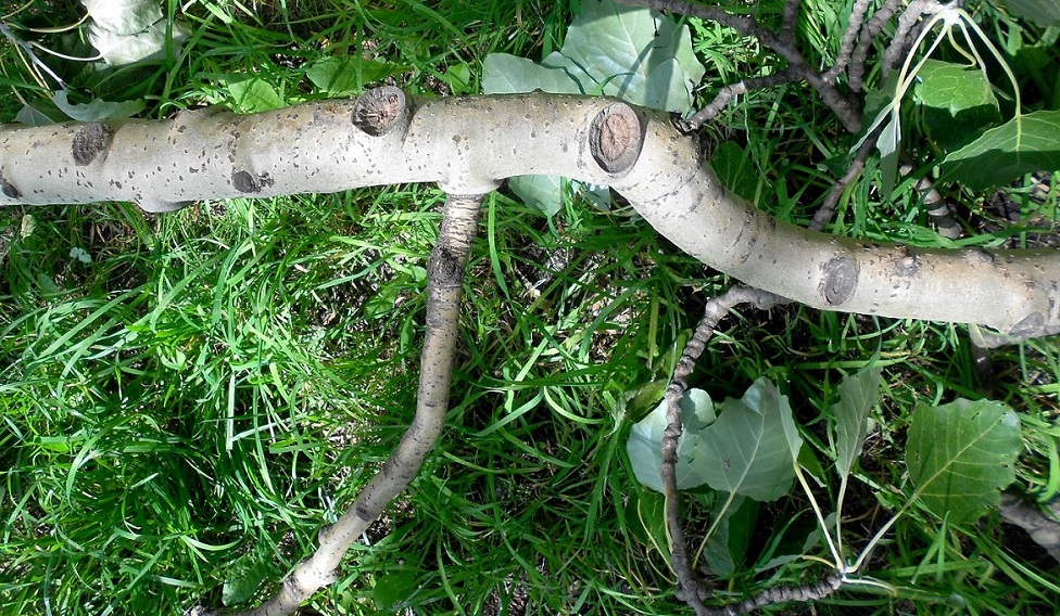 Image of Populus &times; canescens specimen.