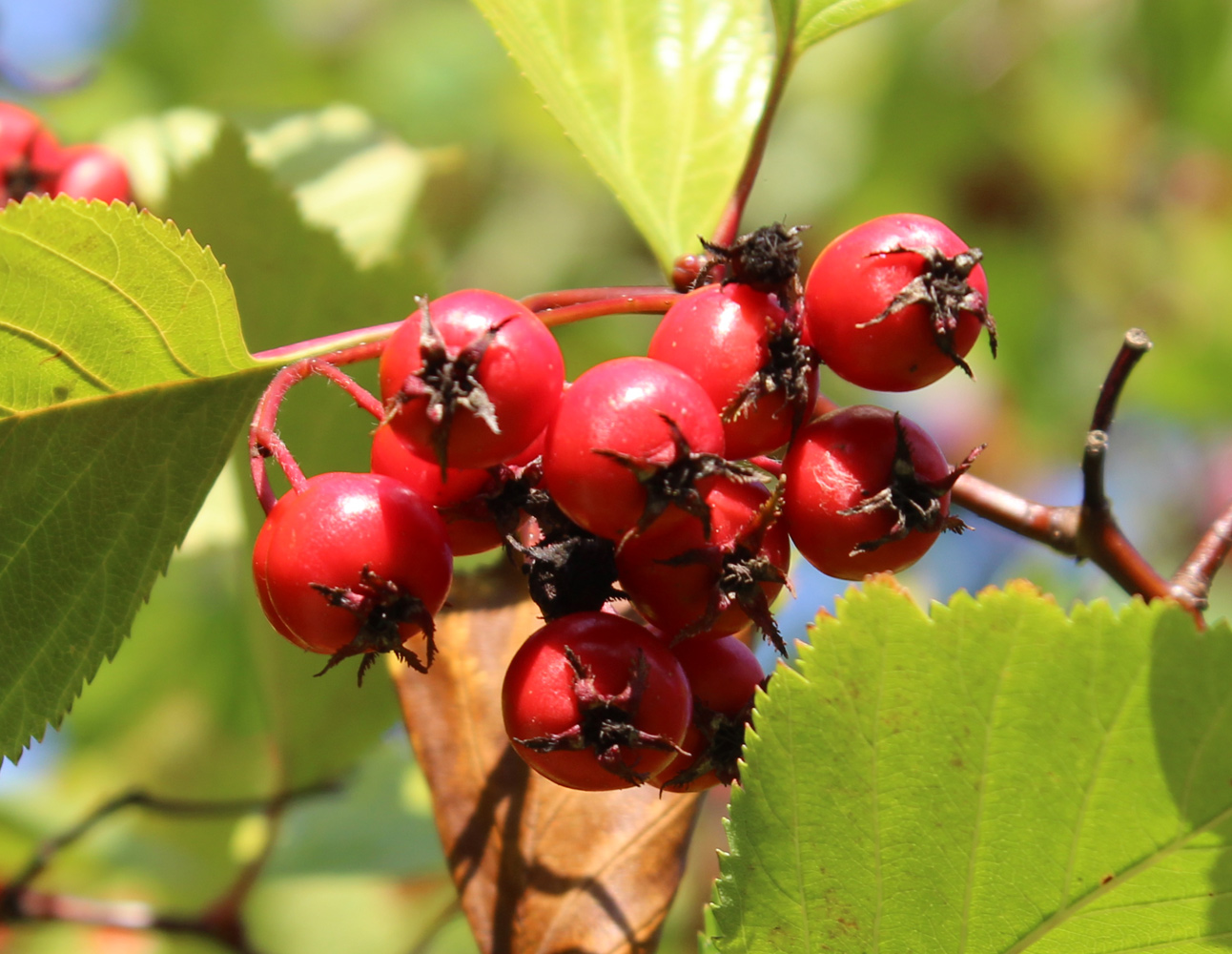 Image of Crataegus chrysocarpa var. rotundifolia specimen.