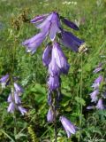 Campanula ruthenica