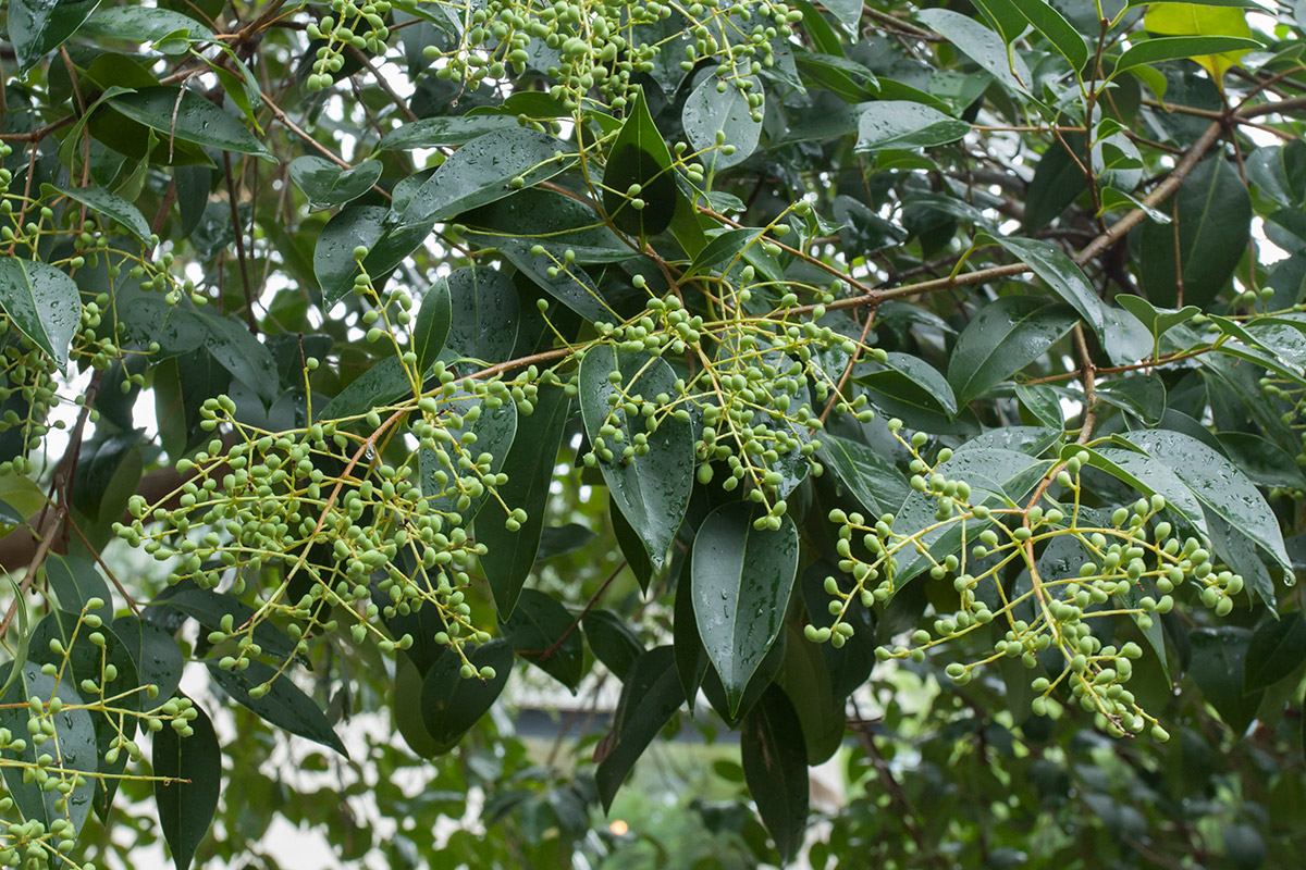 Image of Ligustrum lucidum specimen.