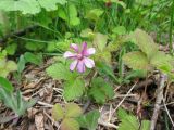 Rubus arcticus