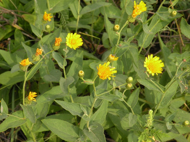 Image of Hieracium virosum specimen.