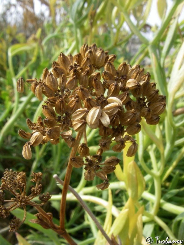 Изображение особи Crithmum maritimum.