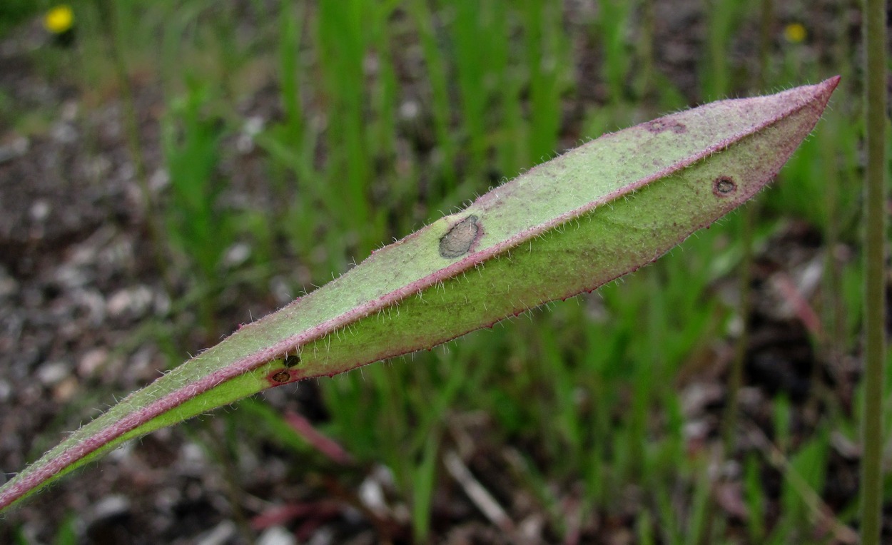 Image of Pilosella caespitosa specimen.