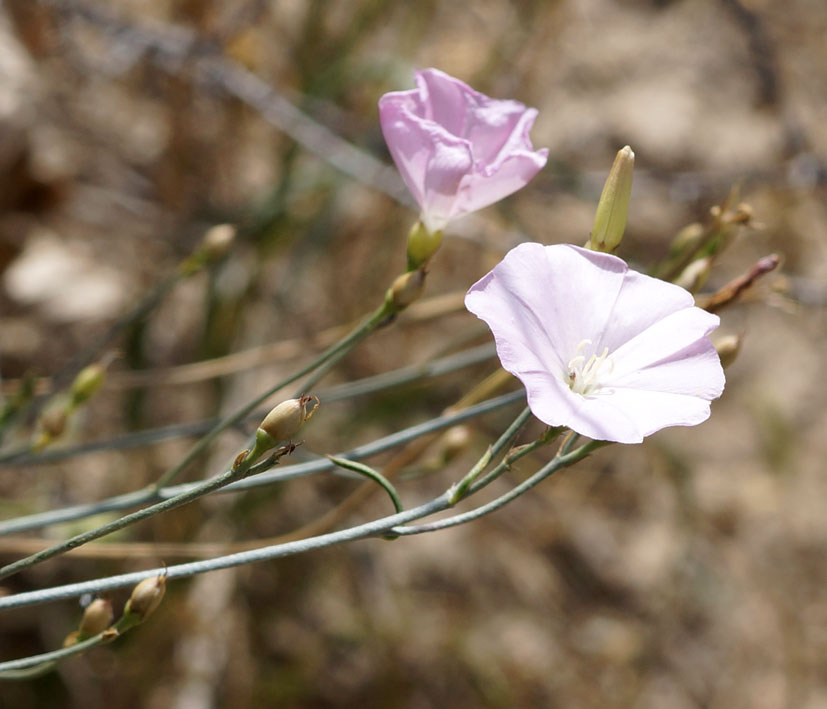 Image of Convolvulus pseudocantabrica specimen.