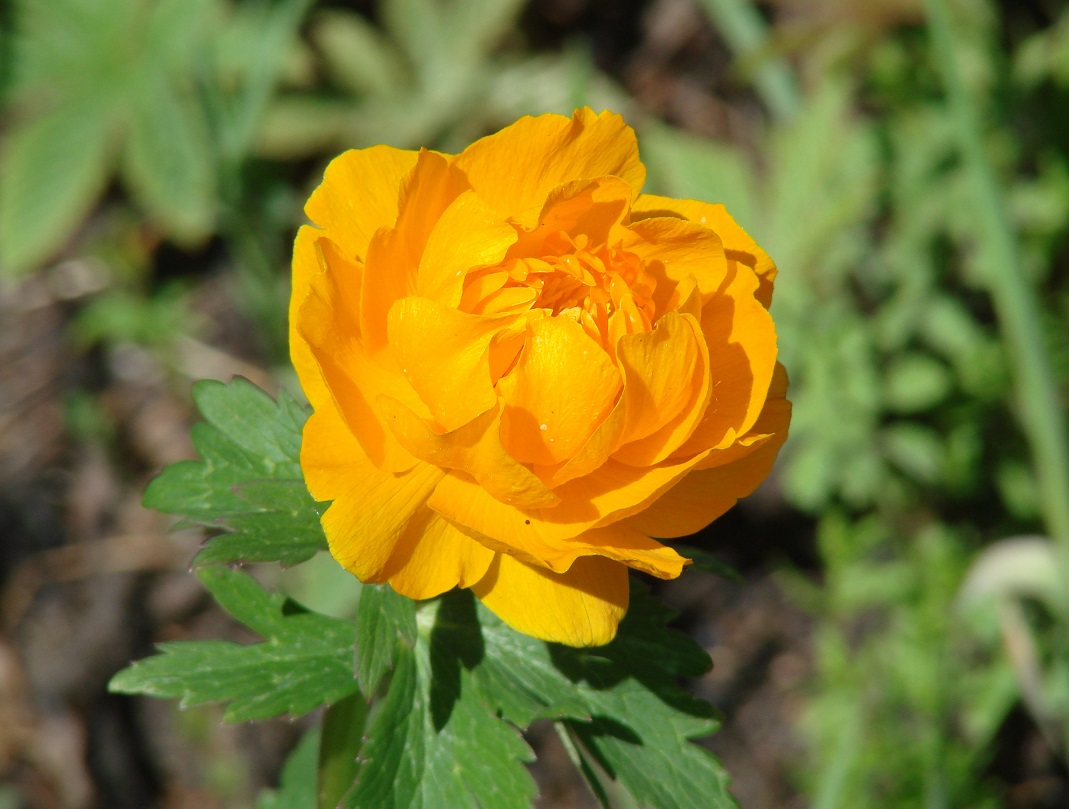 Изображение особи Trollius asiaticus.