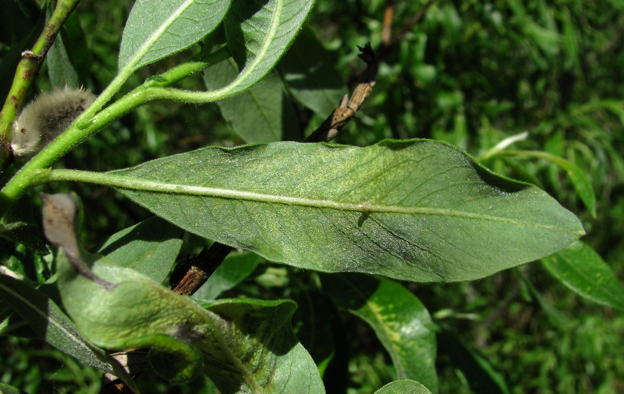 Image of Salix gmelinii specimen.