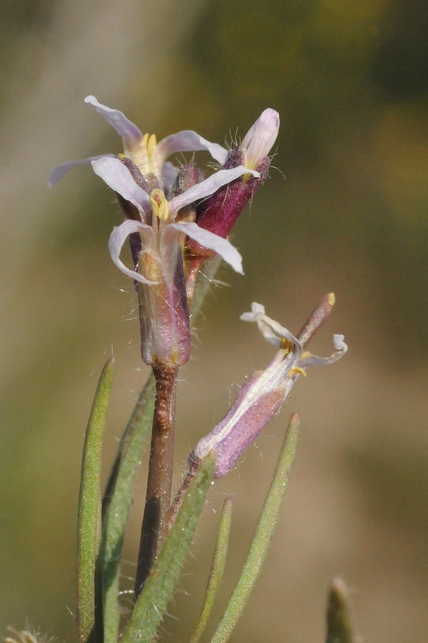 Image of Diptychocarpus strictus specimen.