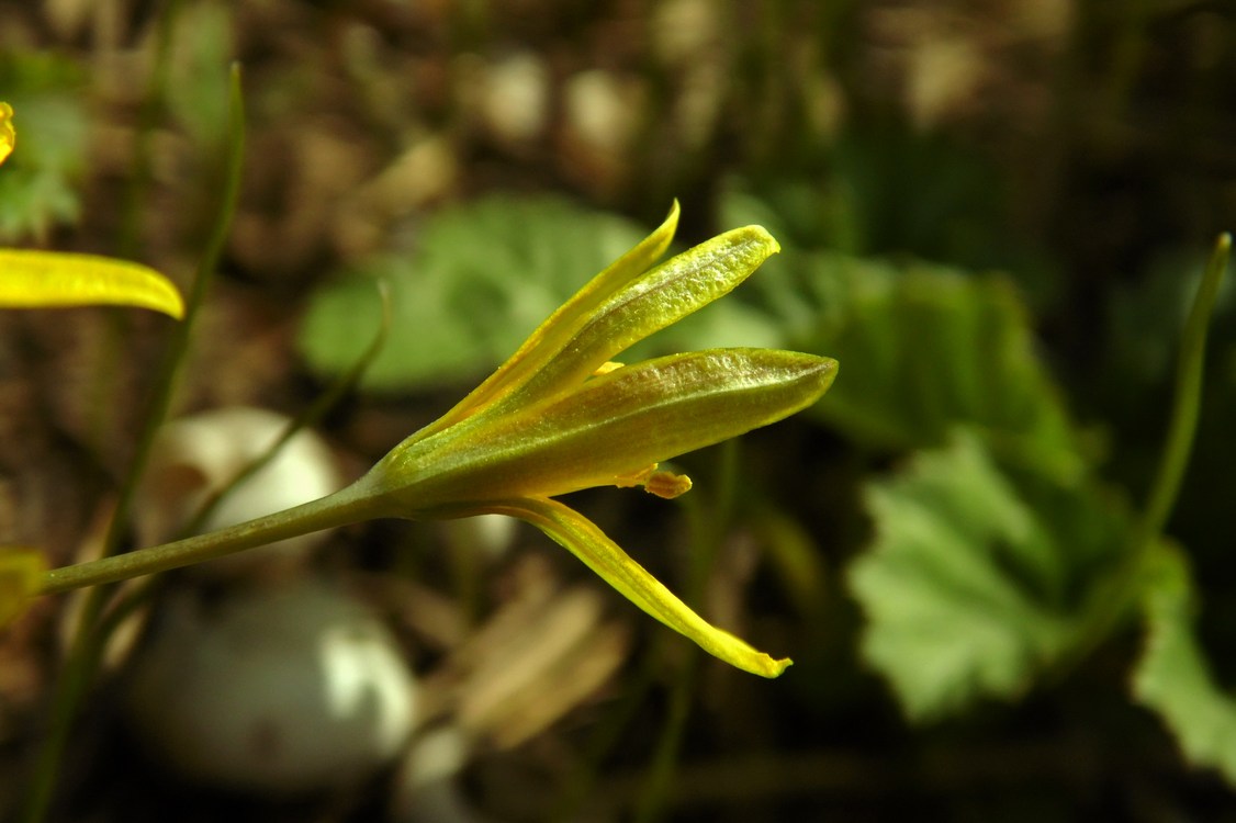 Image of Gagea lutea specimen.