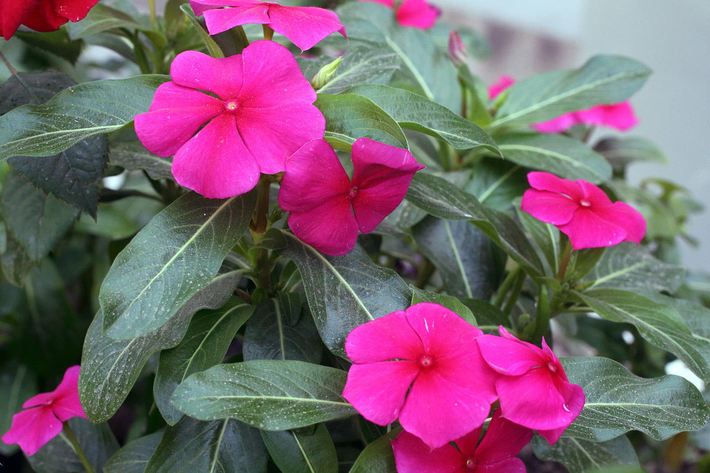 Image of Catharanthus roseus specimen.