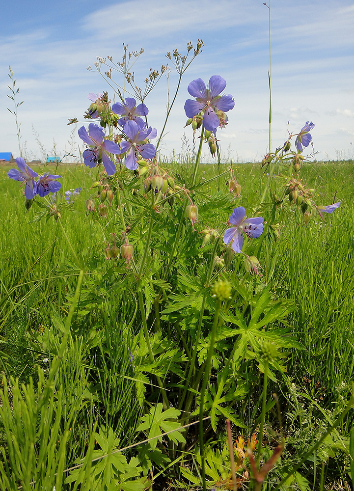 Image of Geranium pratense ssp. sergievskajae specimen.