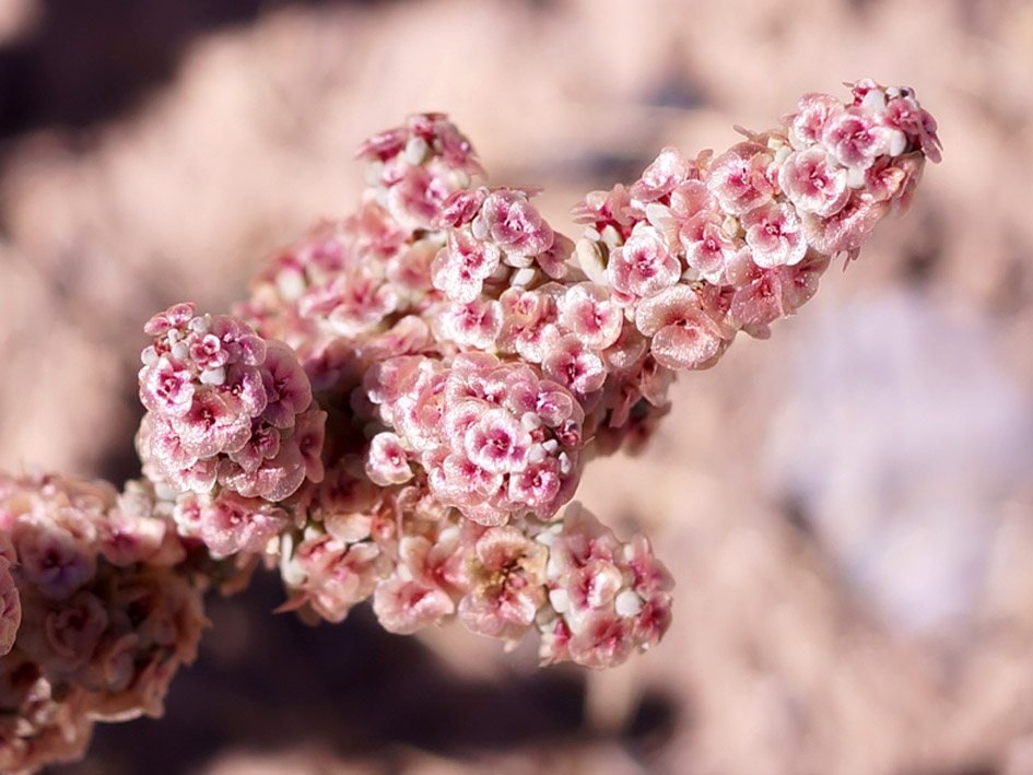 Image of Halogeton glomeratus specimen.