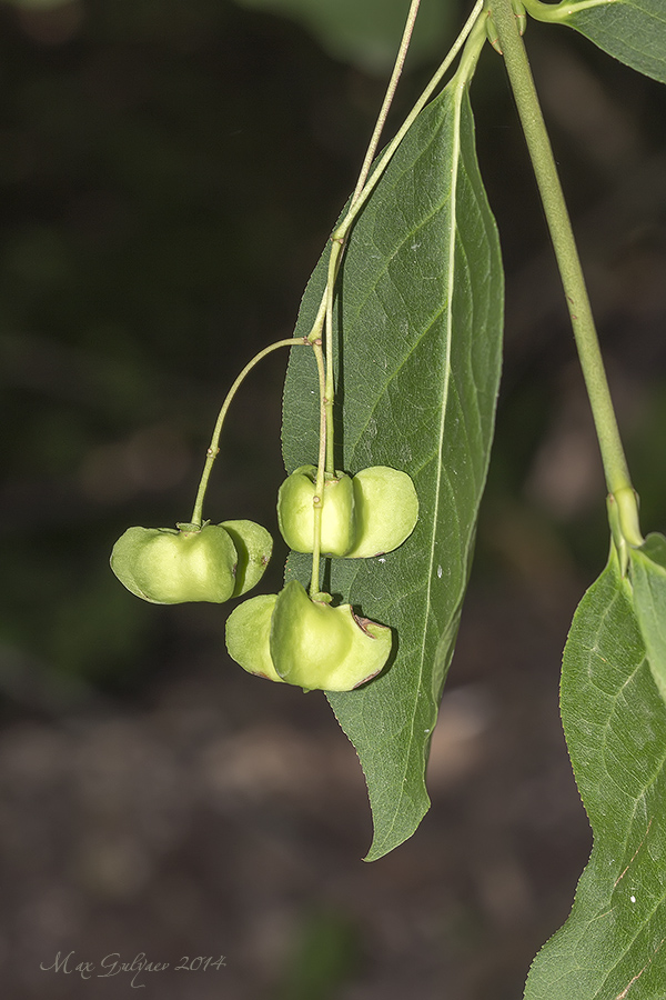 Изображение особи Euonymus latifolius.