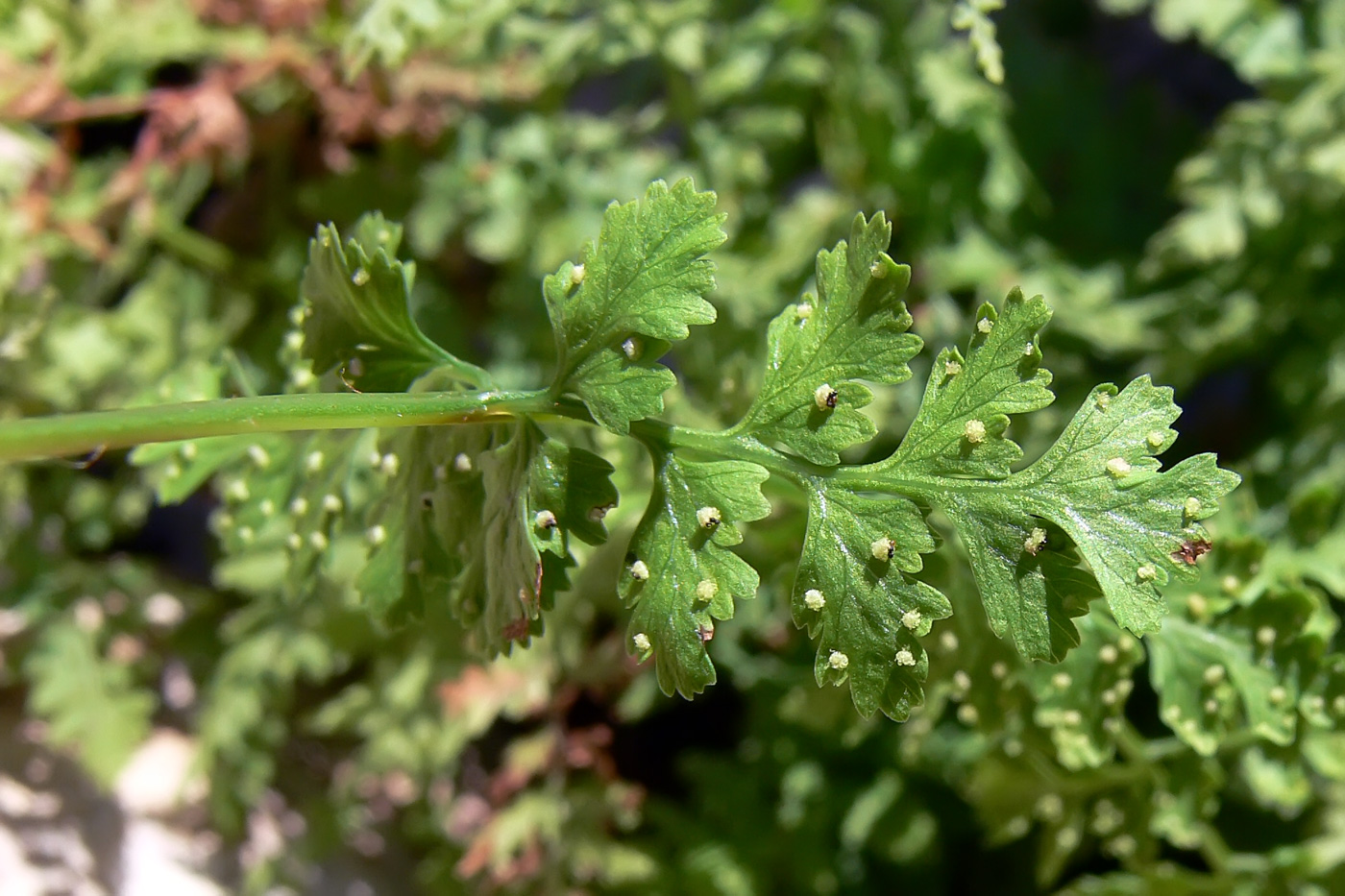 Изображение особи Cystopteris fragilis.