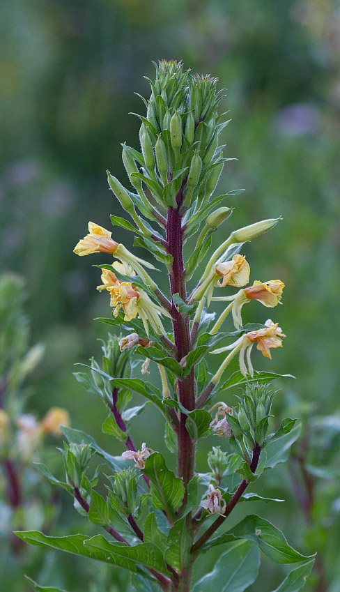 Изображение особи Oenothera rubricaulis.