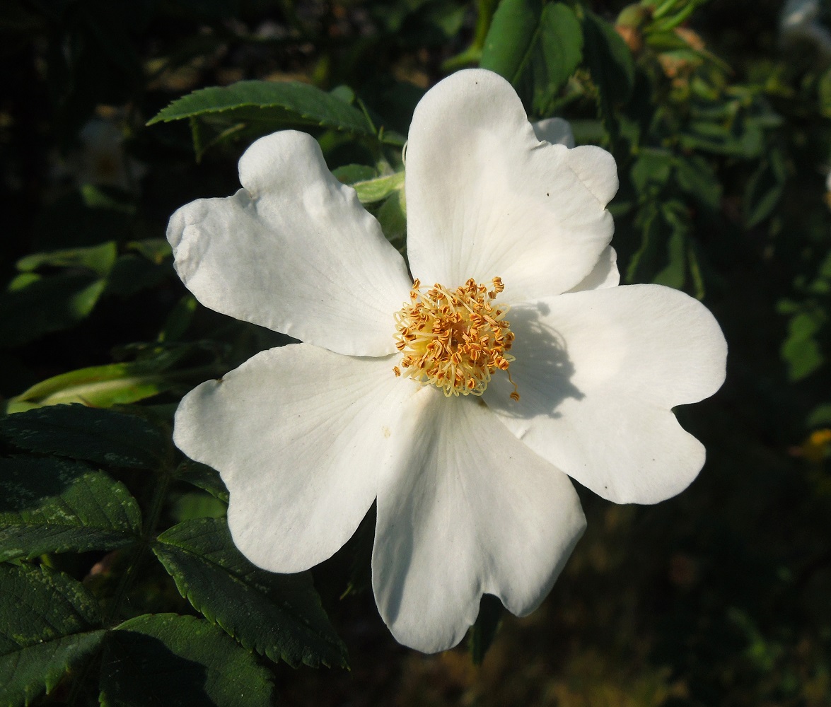 Изображение особи Rosa canina.