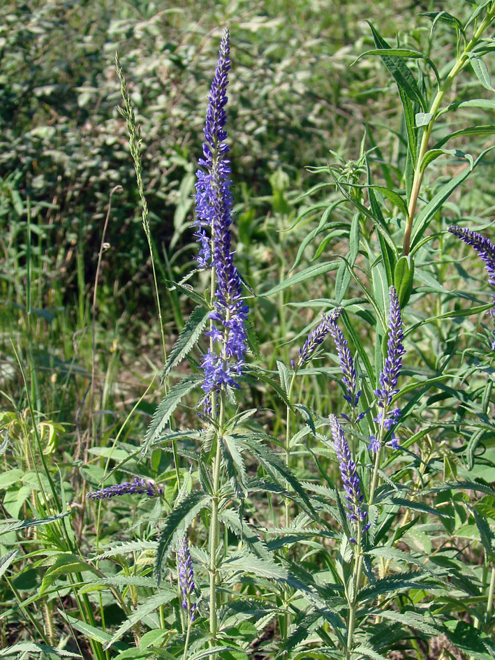 Изображение особи Veronica longifolia.