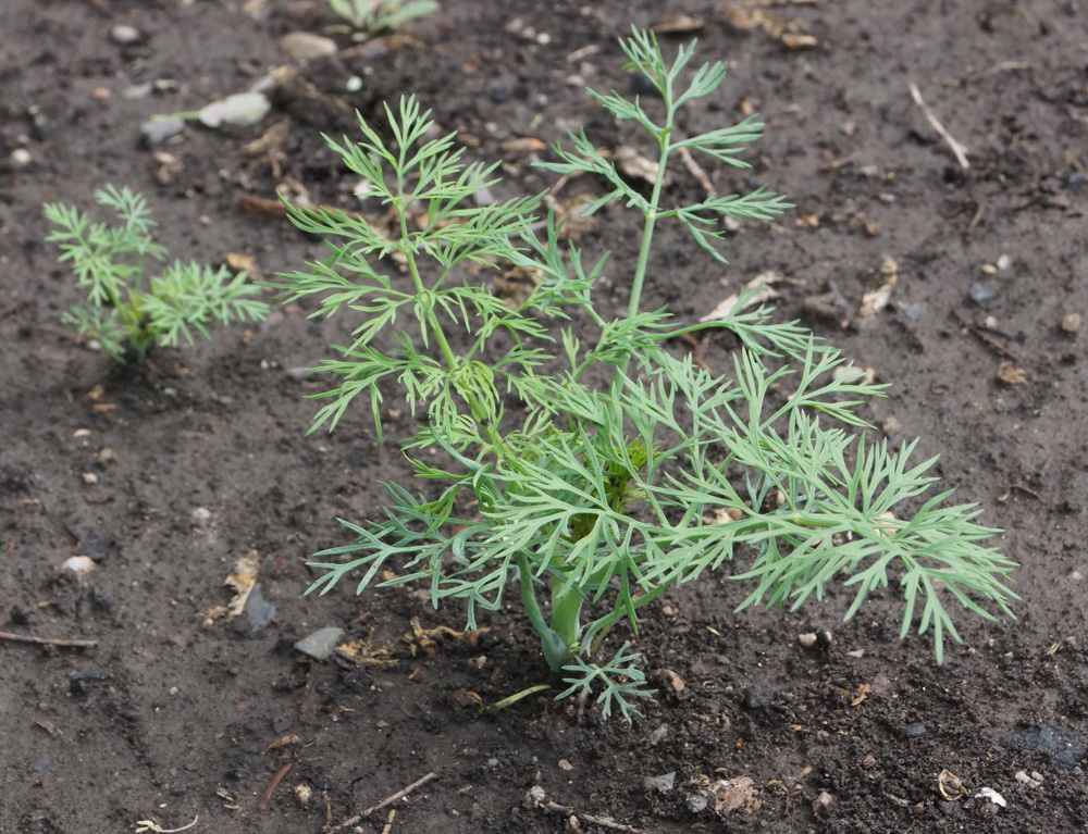 Image of Anethum graveolens specimen.