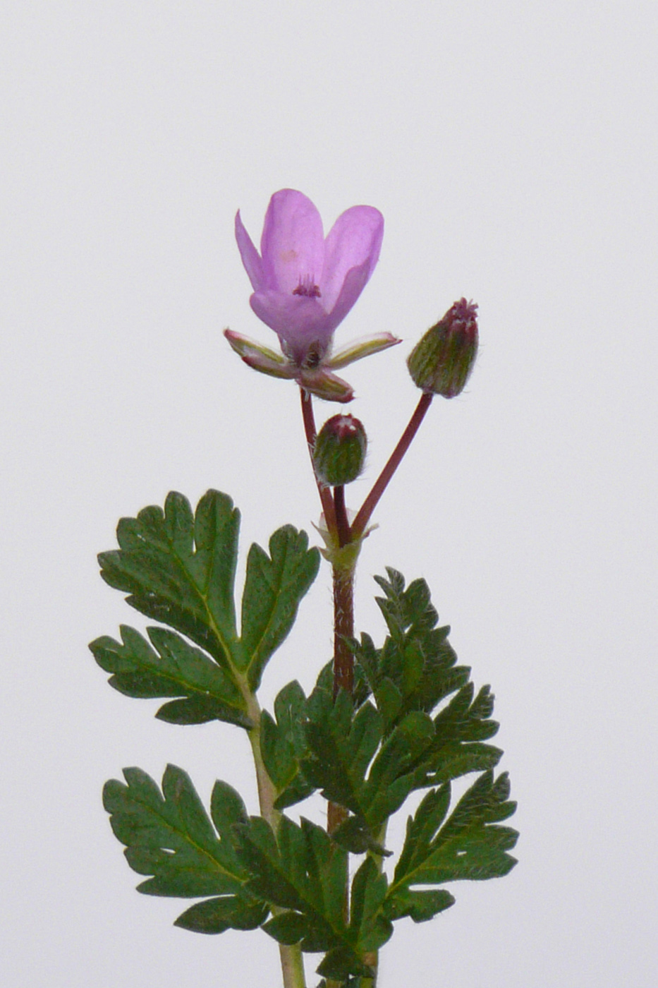 Изображение особи Erodium cicutarium.