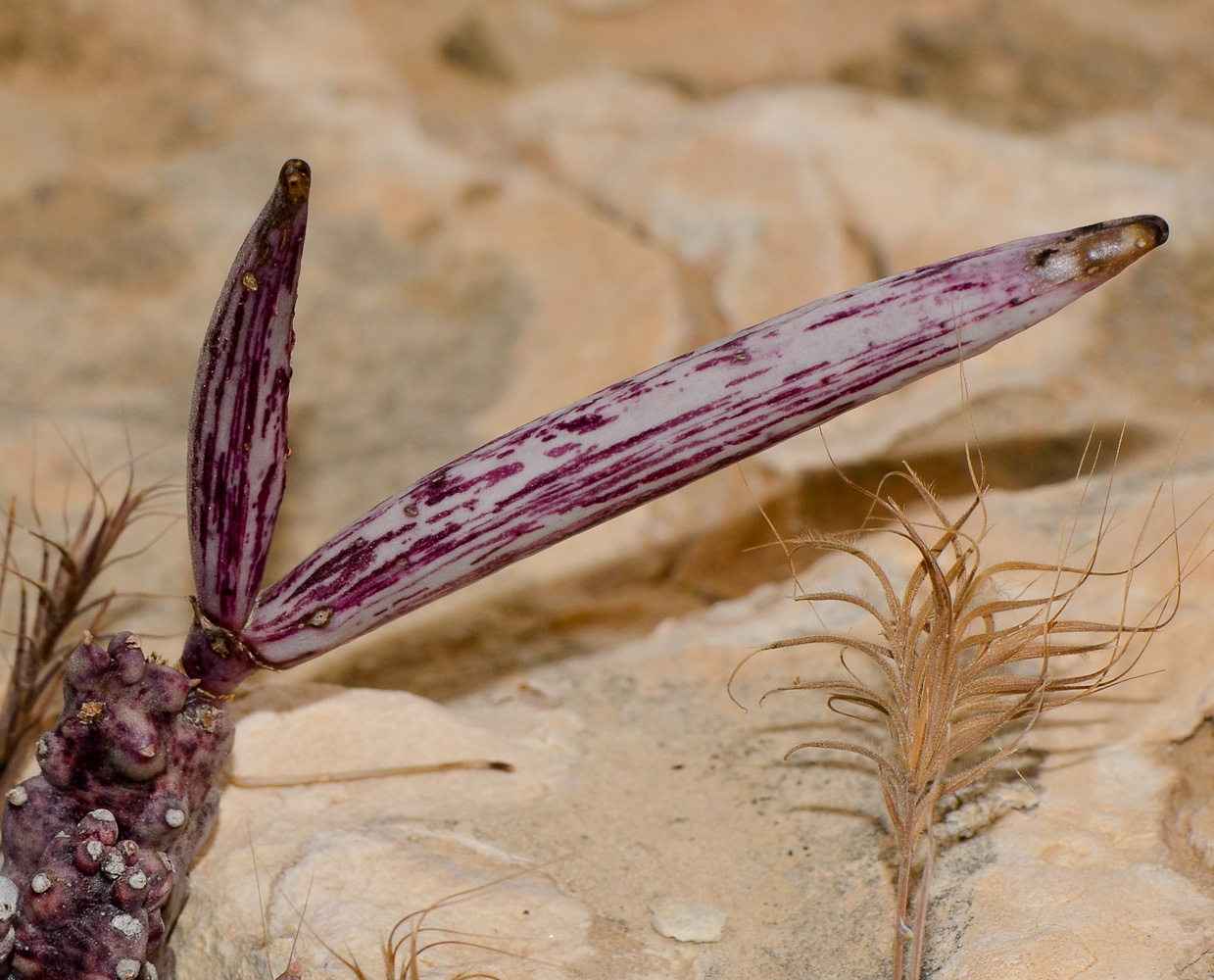 Image of Caralluma europaea specimen.