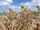 Astragalus chiwensis