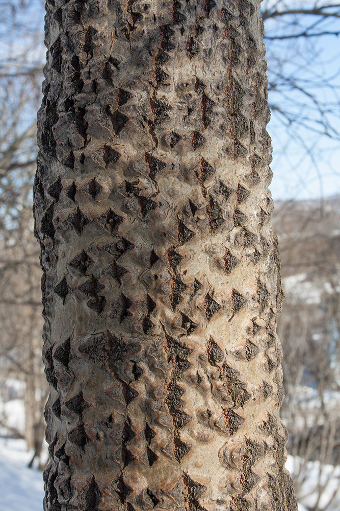 Image of Populus tremula specimen.