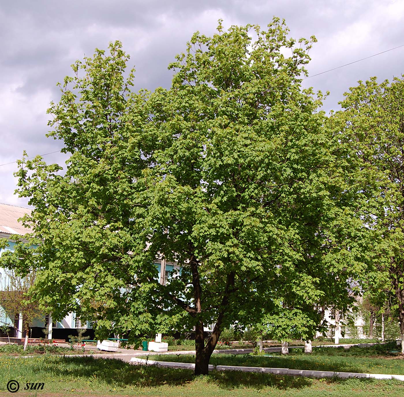 Image of Acer platanoides specimen.