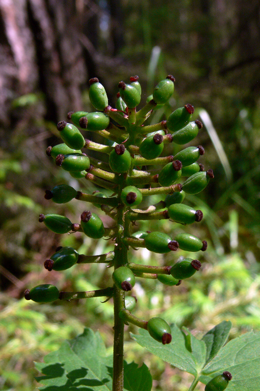 Image of Actaea erythrocarpa specimen.