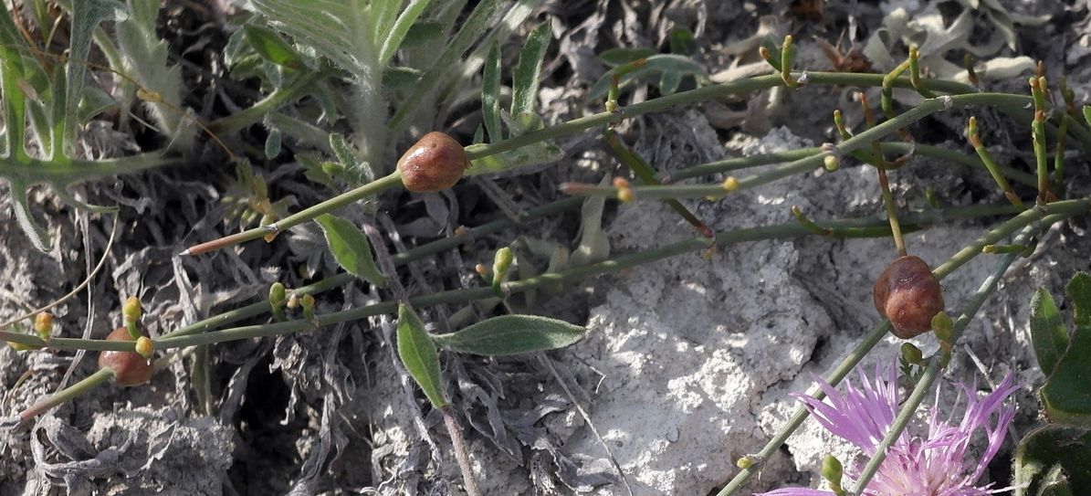 Image of Ephedra distachya specimen.