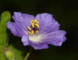 Geranium platyanthum